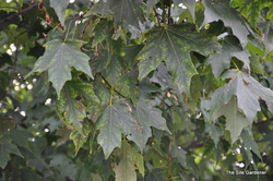 Acer saccharum 'Green Mountain' — photo 2